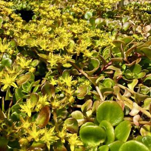 Sedum tetractinum 'Coral Reef'