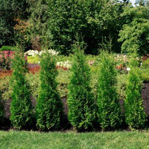 Thuja occidentalis 'King of Brabant' Private Jet® PP29678