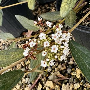 Viburnum x pragense