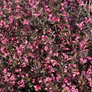 Weigela florida 'SMNWFDPD' Very Fine Wine® PP32223