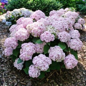 Hydrangea macrophylla 'SMNHMC' Wee Bit Innocent® PP35815