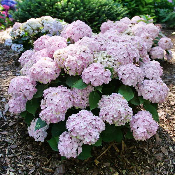 Hydrangea macrophylla 'SMNHMC' Wee Bit Innocent® PP35815