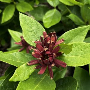Calycanthus floridus 'Michael Lindsey'