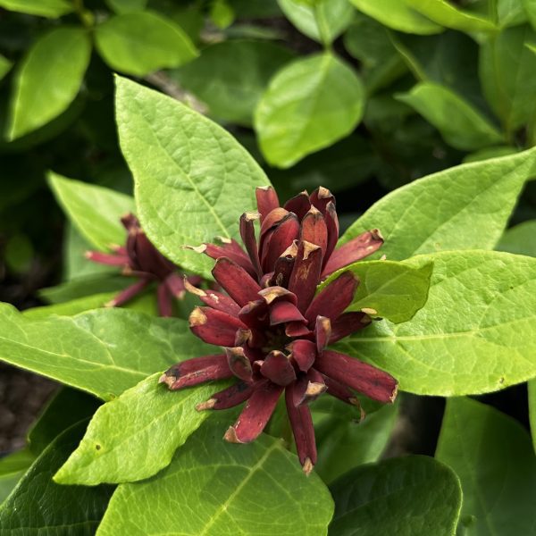 Calycanthus floridus 'Michael Lindsey'