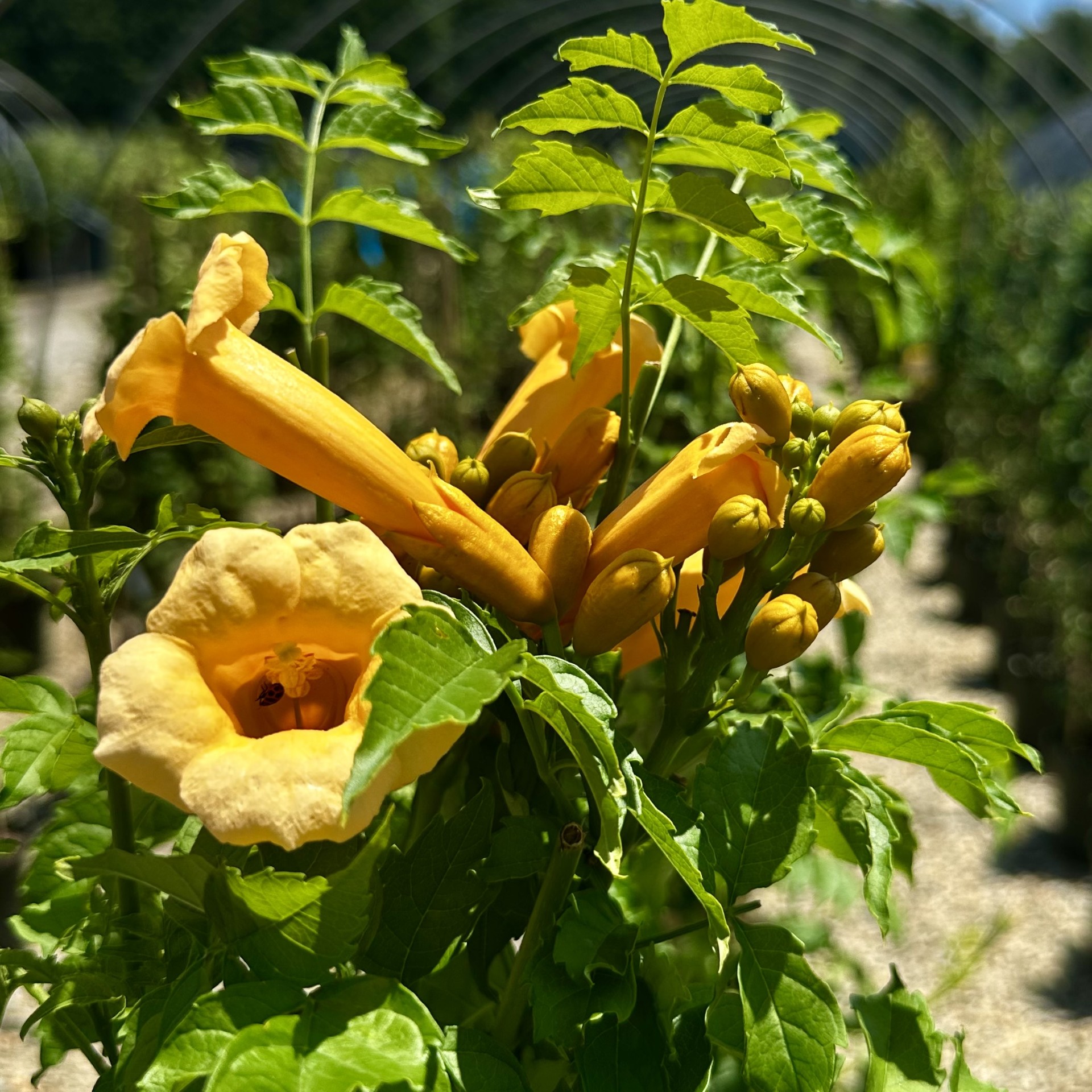 Campsis radicans 'Flava'