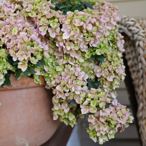 Hydrangea x 'WNHYDFBPBMH' Fairytrail Fresco® PPAF