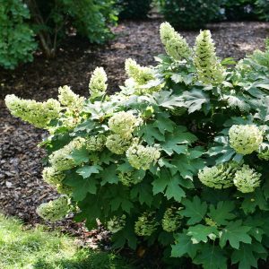 Hydrangea quercifolia 'NCHQ1' Gatsby Glow Ball™ PPAF