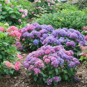 Hydrangea macrophylla 'SMNHMTB' Let's Dance Lovable® PP35317