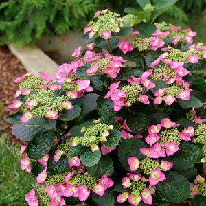 Hydrangea serrata 'SMNHSG' Tuff Stuff Top Fun® PP35034