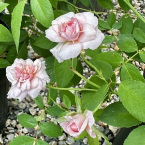 Rosa x 'Cecile Brunner'