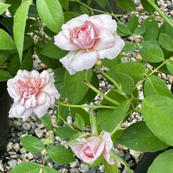 Rosa x 'Cecile Brunner'