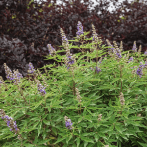 Vitex agnus-castus 'Bailtexfour' Violet Mist® PP36066