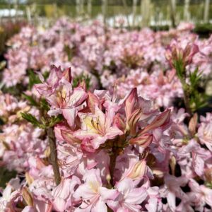 Azalea x 'Candy Lights'