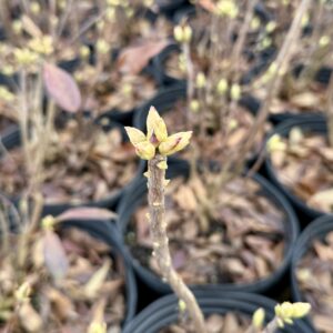 Azalea x 'Candy Lights'