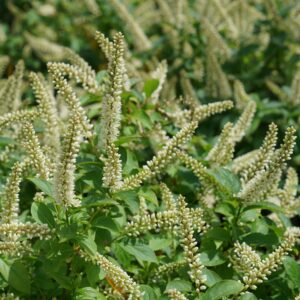 Itea virginica 'SMNIVMM' Fizzy Mizzy® PP33549