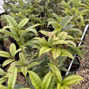 Osmanthus fragrans aurantiacus 'Beni Kin Mokusei'
