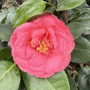 Camellia japonica 'Ack-Scent'