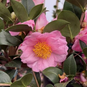 Camellia x 'Pink Icicle'