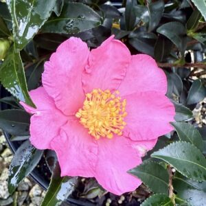 Camellia sasanqua 'Slim n' Trim'