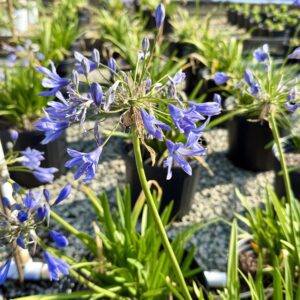 Close-up of blue agapanthus blossoms on tall stems in a sunny garden setting, with blurred potted plants in the background.