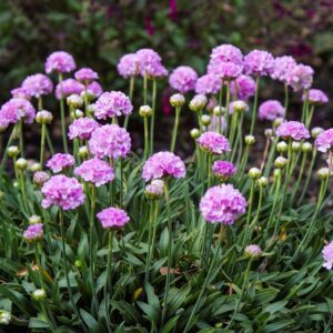 Cluster of pink dianthus flowers in a garden bed with green leaves around them