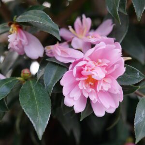 Pink camellia blossom in bloom among glossy green leaves.