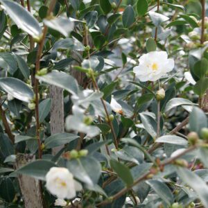White camellia blossoms among glossy green leaves on a shrub, with buds nearby.