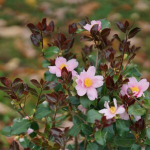 Pink camellia blossoms with yellow centers among dark red-tinted leaves.