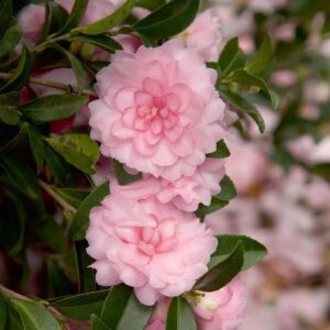 Cluster of pale pink camellia blossoms along a green shrub.