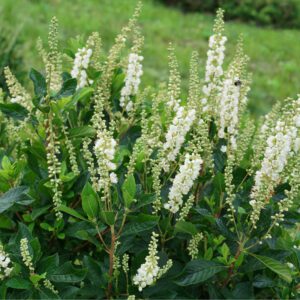 White flower spikes on a dense green shrub in a garden; a bee is visiting the blossoms.