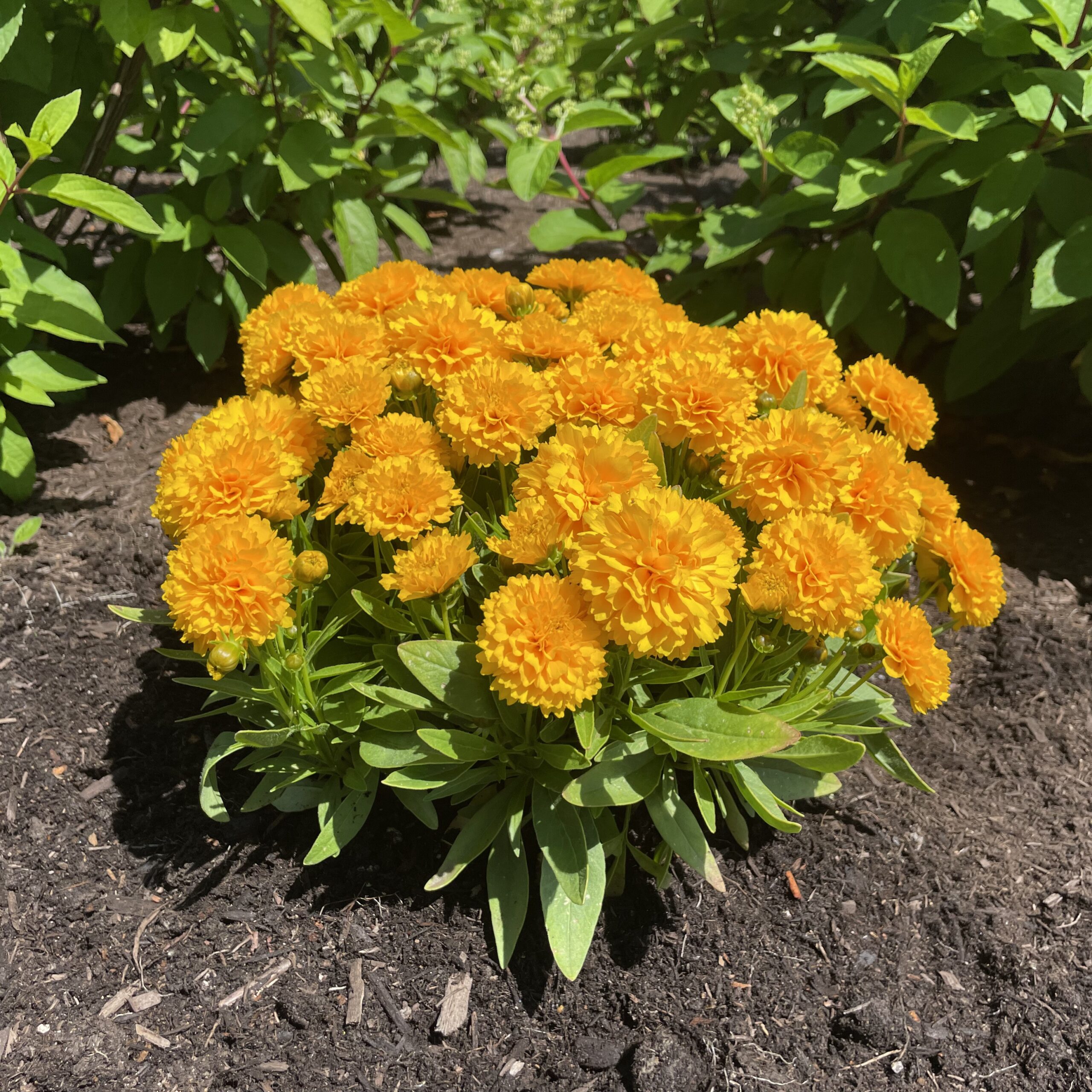 Cluster of bright orange marigolds in a garden bed with green leaves behind.