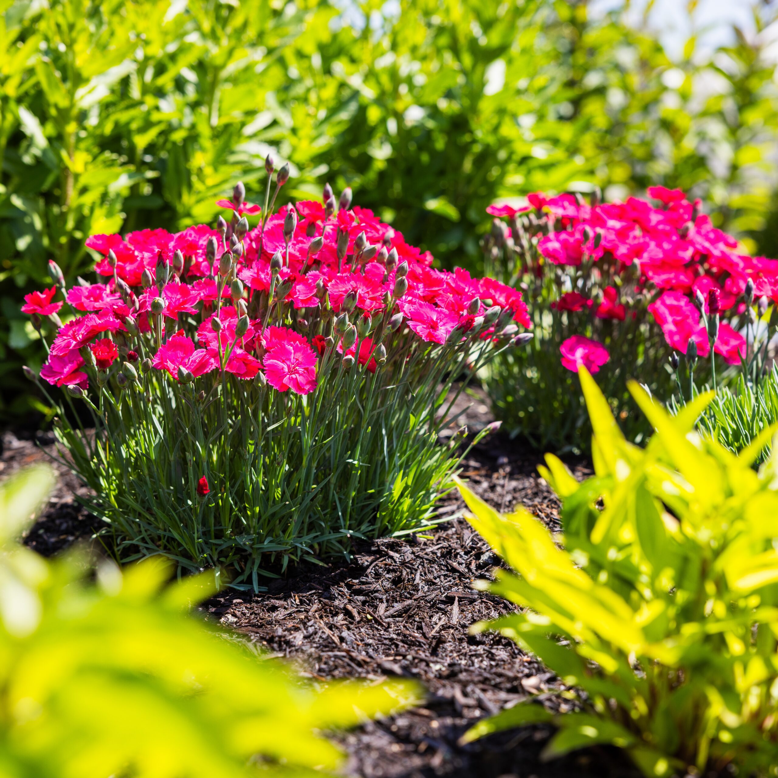 Bright pink dianthus flowers in a garden bed with green foliage and brown mulch nearby.