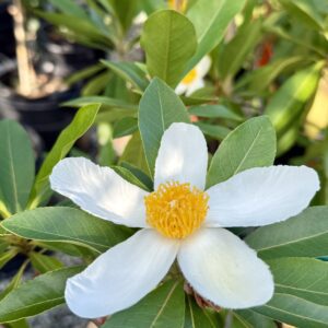 Close-up of a white camellia blossom with bright yellow stamens among glossy green leaves.