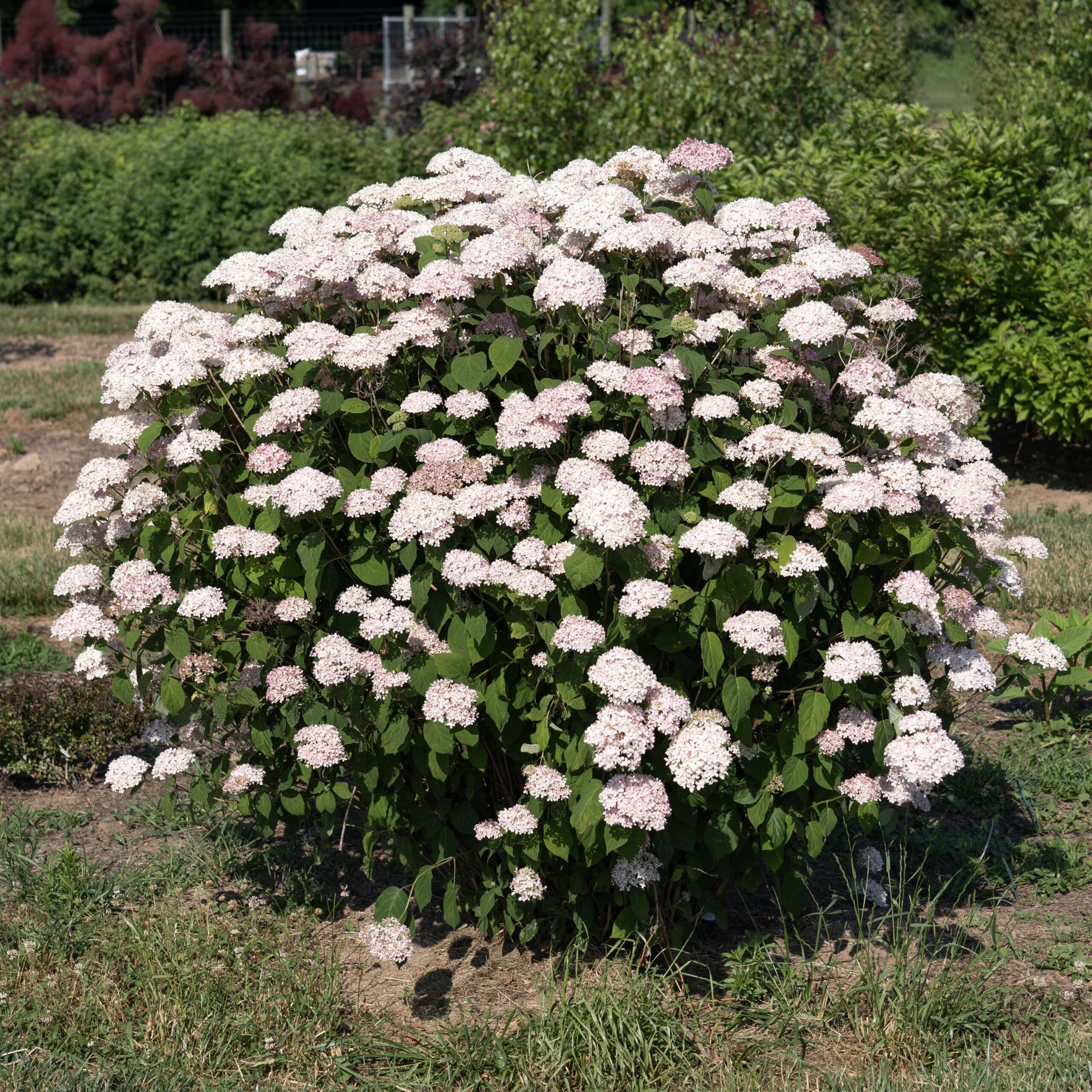 Large pink hydrangea shrub in a garden with green hedges in the background.