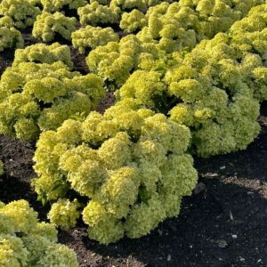 Row of yellow-green hydrangea shrubs blooming in a garden bed.