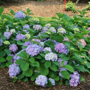 Hydrangea bushes with large purple and pink flower clusters and broad green leaves in a garden bed with mulch visible on the ground.