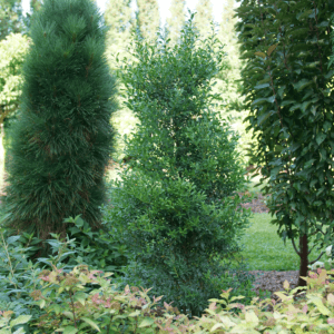 Tall, dense green shrub in a garden bed, flanked by a conifer on the left and a leafy hedge on the right.