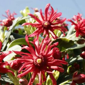 Red pincushion protea flowers with spiky petals and green leaves against a blue sky.
