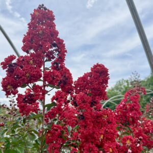 Crimson crepe myrtle blossoms densely clustered on a shrub against a blue sky.