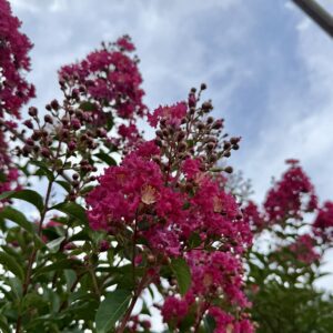 Pink crepe myrtle blossoms with budding clusters and green leaves against a blue sky.