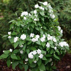 White double blossoms cover a green leafy shrub in a garden.