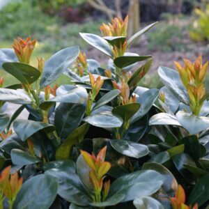 Glossy dark green shrub with new red-tipped leaves, likely photinia, outdoors