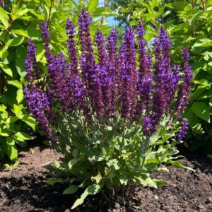 Tall purple Salvia flower spikes with bright green foliage in a sunny garden bed.