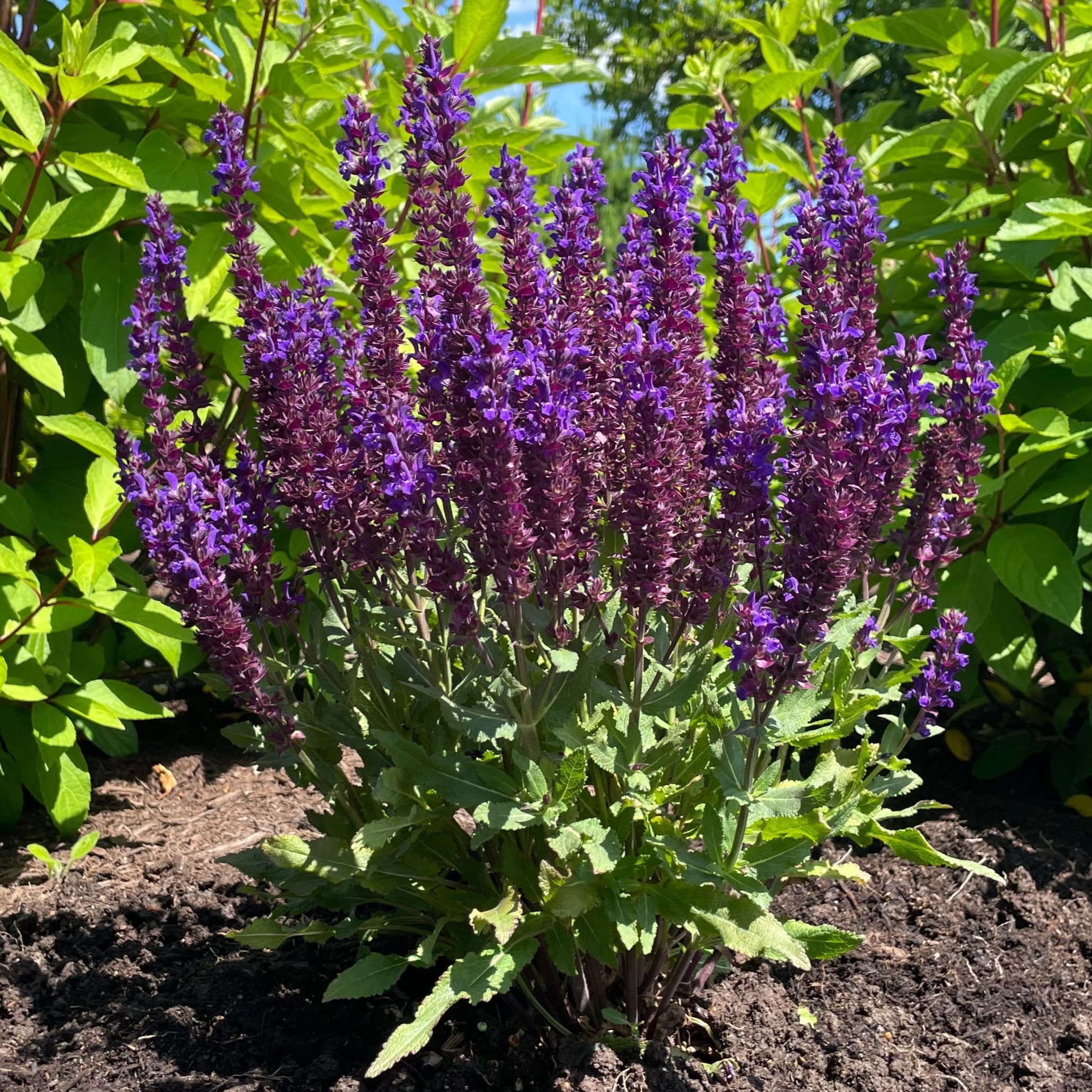 Tall purple Salvia flower spikes with bright green foliage in a sunny garden bed.