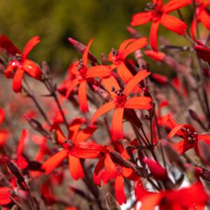 Close-up of bright red flowers with slender petals and a blurred green background, macro shot.