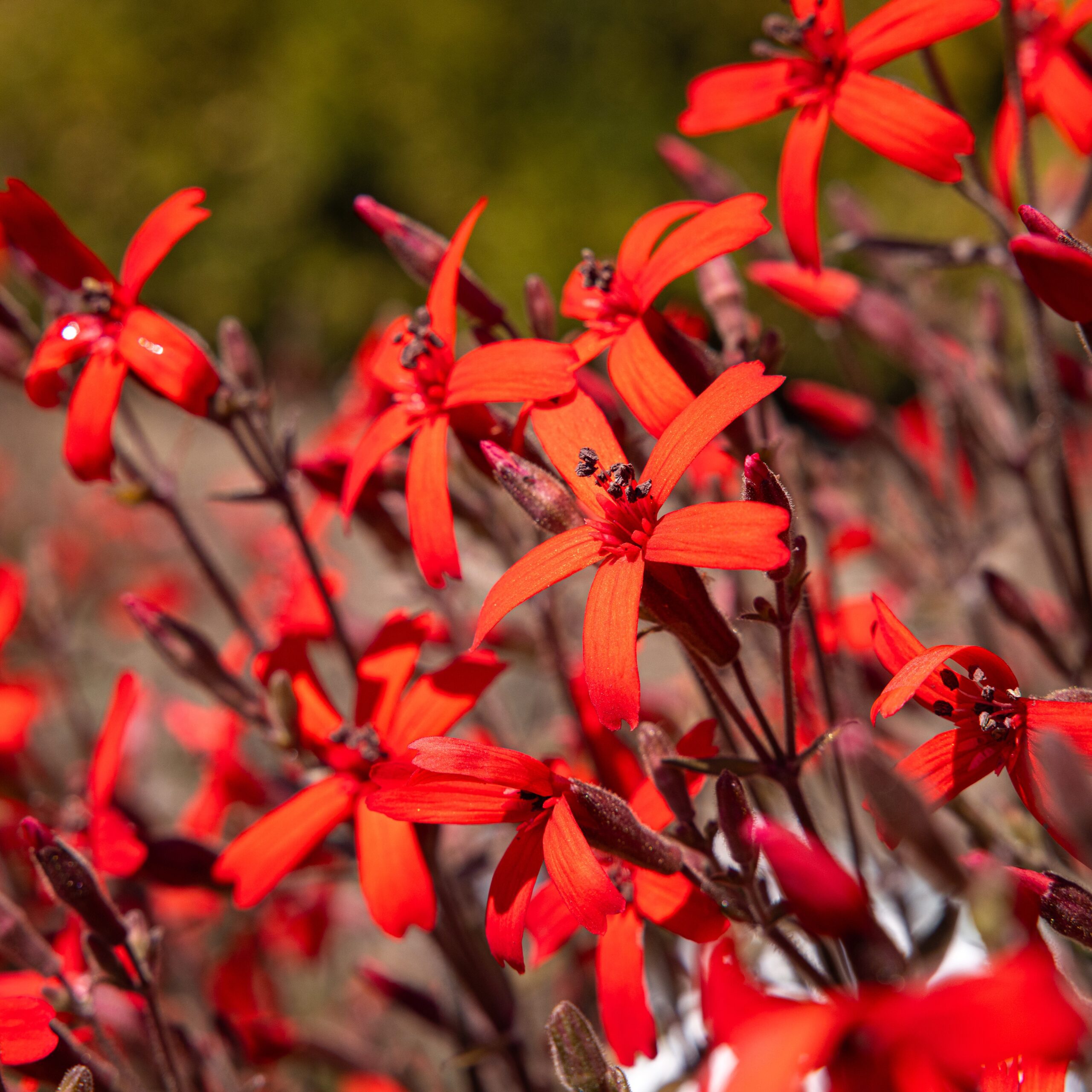 Close-up of bright red flowers with slender petals and a blurred green background, macro shot.