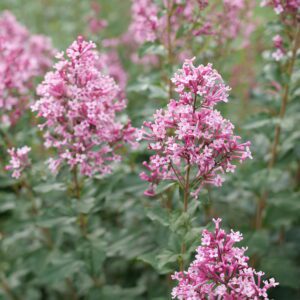 Pink cluster flowers on tall stems in a garden, with green leaves filling the background