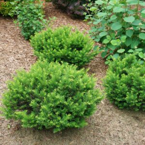 Dense, rounded evergreen shrub with bright green needles in a mulched garden bed.