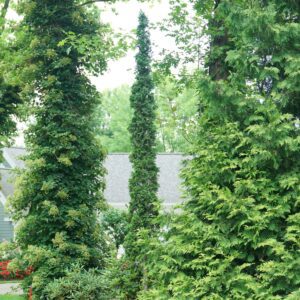 Row of evergreen and deciduous trees in a suburban yard with a brick house in the background.
