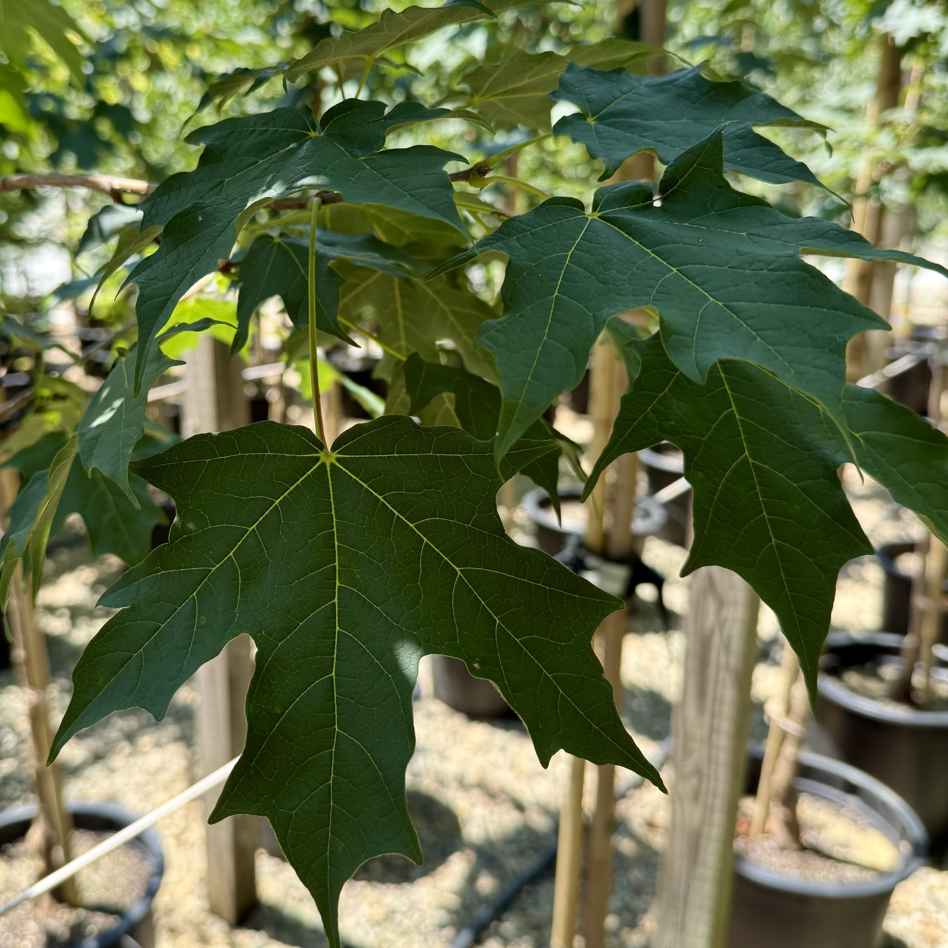 Acer saccharum 'Green Mountain®'